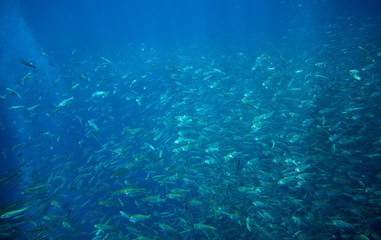 Sardines school in deep blue ocean. Pelagic seafish in wild nature.