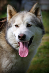 Alaskan Malamute