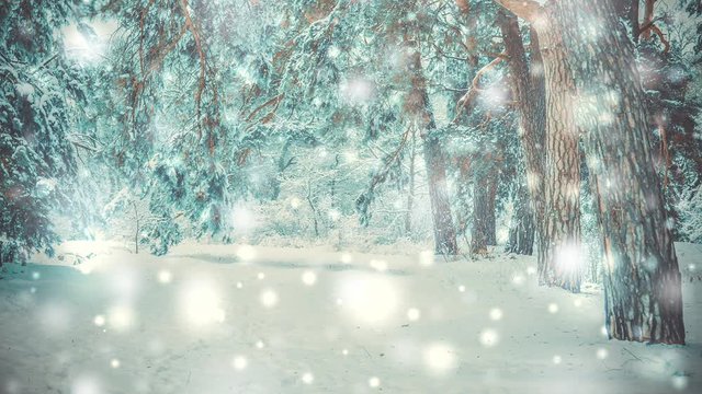 Snow-covered trees plants forest in winter filter, effect. Natural winter Christmas New Year background. Woodland snow under. Cinemagraph seamless loop animation motion gif render background