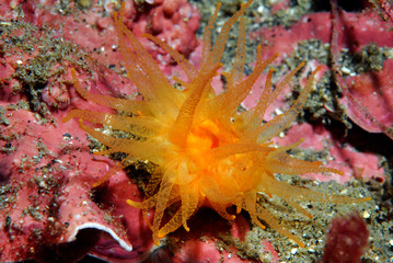 Balanophyllia regia, coral naranja solitario