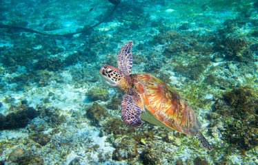 Olive green turtle above seabottom. Tropical island seashore.