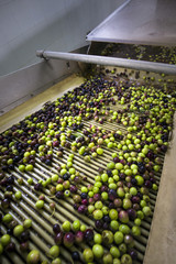 Detail of olive oil production line, olives after washing and separation of dirt