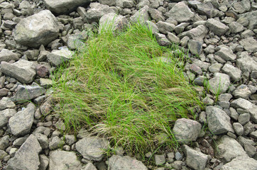grass growing between stones