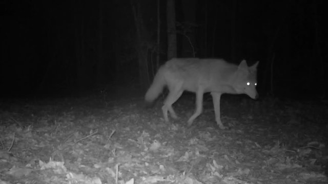 Rare infrared footage of Coyote at night
