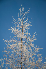 frosted winter birch