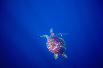 Sea turtle and blue sea abyss. Sea tortoise swims in deep blue ocean.