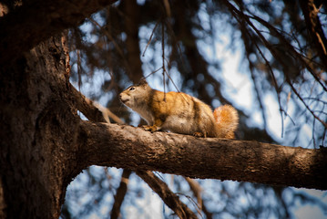 roguish squirrel