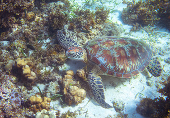 Naklejka na ściany i meble Sea turtle rest on seabottom. Tropical island seashore nature.