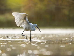 wings of great egret