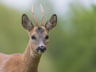 head of deer