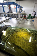 Detail of olive oil production line, olive paste after milling and before centrifugal extraction of oil