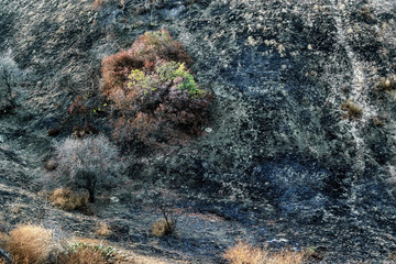 One bush survives wildfire in Southern California