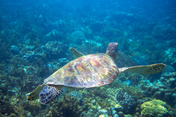 Obraz na płótnie Canvas Marine green turtle swims above seabottom. Tropical island seashore nature.