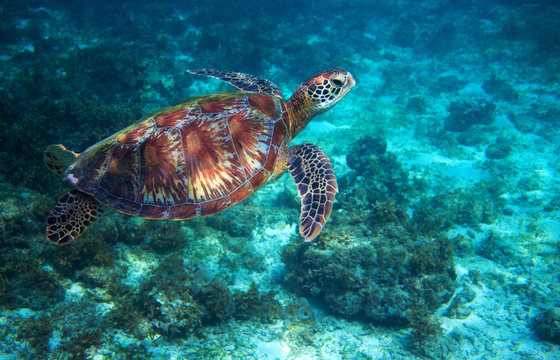 Sea turtle swims over sea bottom. Tropical island seashore nature.