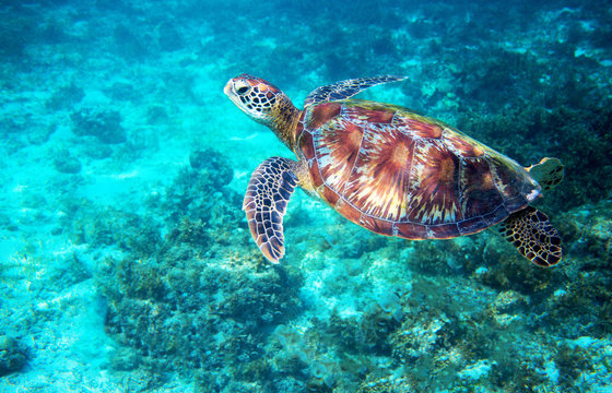 Sea turtle in turquoise blue water. Tropical island seashore nature.