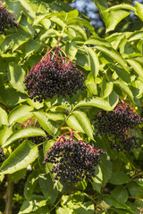 European elderberries in the late summer fully ripe