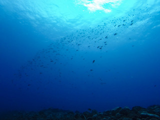 Fototapeta na wymiar group of fish