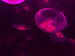 Jellyfish © Bartosz