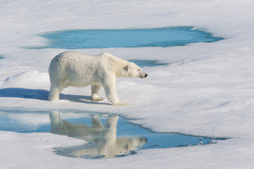 Polar bear on the pack ice