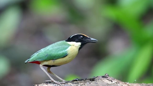 Elegant Pitta (Pitta elegans) in Lombok Island, Indonesia
