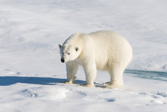 Polar bear on the pack ice