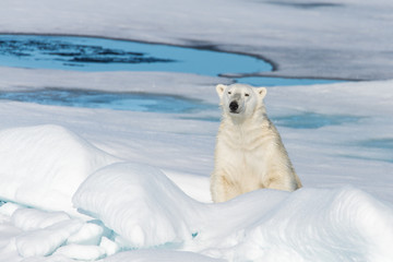 Polar bear on the pack ice