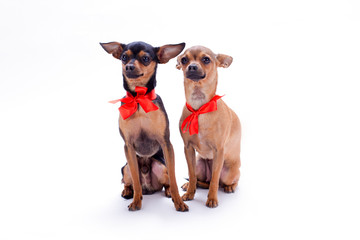 Adorable pedigree dogs with red bows. Russian chihuahua toy and toy-terrier with red ribbon isolated on white background, studio portrait. Beautiful domestic companions.
