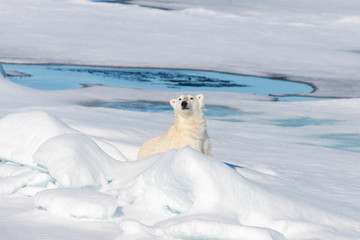 Polar bear on the pack ice © Alexey Seafarer