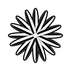 flower  vector illustration