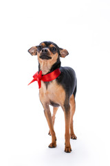 Obraz premium Lovely toy-terrier with red ribbon. Adorable small russian toy-terrier standing isolated on white background, studio portrait. Perfect pedigree present on Christmas.