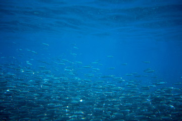 Sardines school in blue sea. Massive fish school undersea photo.