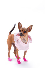 Russian toy in pink apparel, studio shot. Cute sleek-haired chihuahua dressed in beautiful pink sweater and socks isolated on white background, studio portrait.
