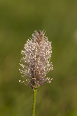 Fototapeta premium Plantago reniformis - a wild rare species of plantains family (inflorescence)