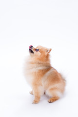 Obraz premium Orange color spitz, profile view. Lovely little pomeranian spitz isolated on white background. Adorable miniature puppy.