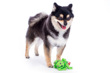 Black pomeranian spitz, white background. Pedigree black and white dog with green toy isolated on white background.