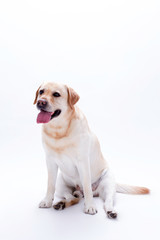 Beautiful labrador retriever on white background. Young labrador retriever sitting isolated on white background, studio shot.