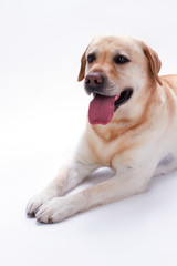 Cute young labrador, studio shot. Adorable young doggy lying on white background, studio portrait.