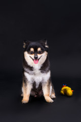 Portrait of pomeranian spitz, front view. Adorable black and white fluffy pedigree dog posing on dark background, studio shot.