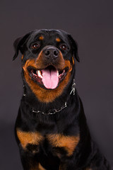 Portrait f beautiful young rottweiler. Cute young rottweiler dog on dark background, studio shot. Photo of rottweiler several months old.