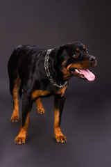 Cute young rottweiler dog, studio shot. Black and brown rottweilwer with chain on his neck standing over dark background. Muscular and strong dog.