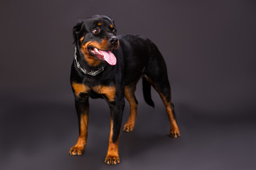 Cute rottweiler puppy, studio shot. Adorable domesticated rottweiler dog on studio background. Confident and domestic guard.