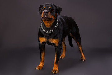 Obraz premium Black and brown dog, rottweiler portrait in studio. Young rottweiler dog standing on dark background, srudio shot. Adorable domestic pet.