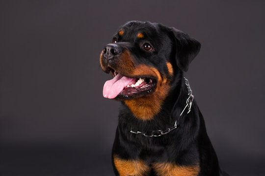 Portrait of adorable rottweiler dog. Young rottweiler dog with metal chain on neck posing on dark background, studio shot.