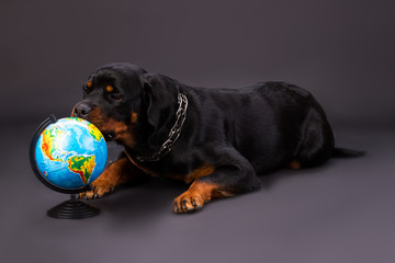 Domesticated rottweiler dog and globe. Studio shot of young beautiful rottweiler lying with round globe on dark background, studio shot.