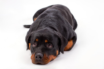 Fototapeta premium Close up of adorable lying rottweiler dog. Beautiful young domesticated rottweiler isolated on white background, studio shot.