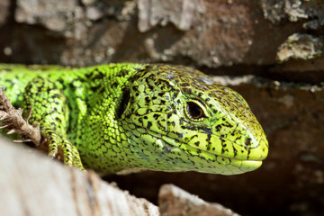 male sand lizard portrait
