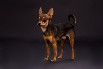 Studio portrait of russian toy-terrier. Adorable tiny dog standing on dark studio background. Pedigreed mammal pet.