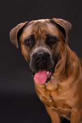 Close up studio portrait of brown cane corso. Adorable huge pedigreed dog cane corso on dark background, close up studio shot. Young domestic defender.