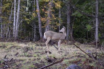 Obraz na płótnie Canvas whitetail deer 
