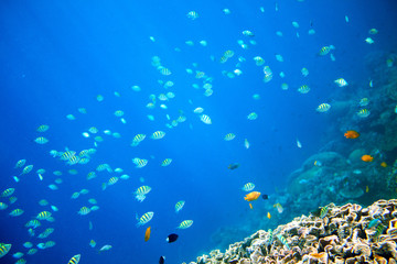 Naklejka na ściany i meble Coral reef and blue abyss with tropical fish. Undersea landscape.